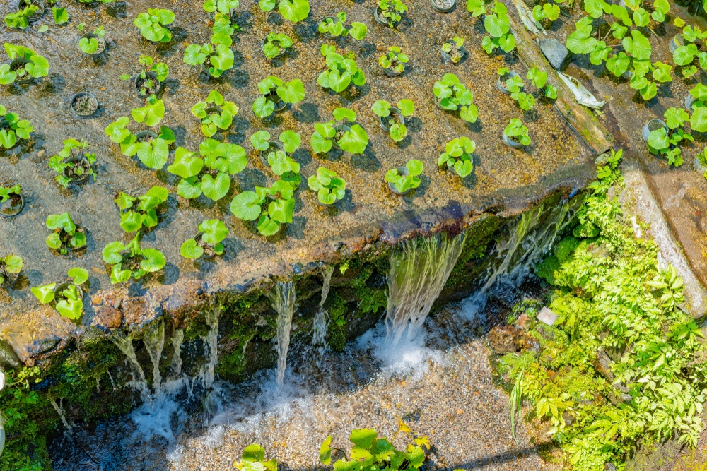 Wasabi Field